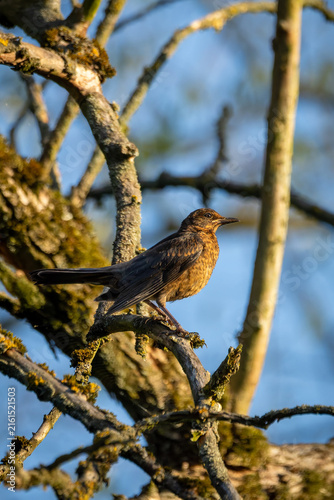 Amsel Weibchen auf moosigem Baumast im Abendlicht