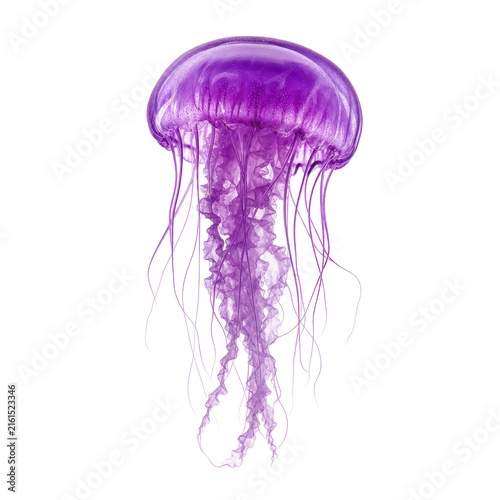 Vibrant purple jellyfish with long flowing tentacles gracefully floats against a clean white background, showcasing its translucent bell and delicate structure