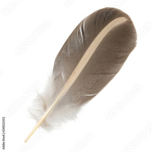 Fotografía Single elegant brown bird feather with a light beige stripe, captured in a studi