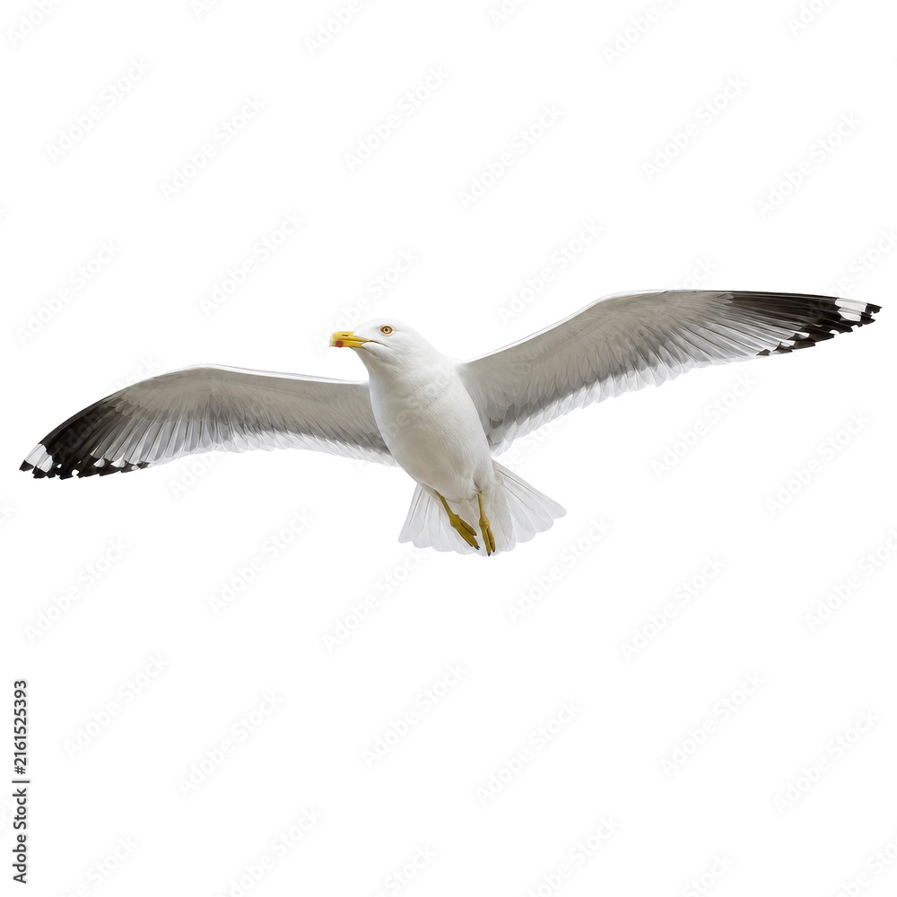 Obraz premium Beautiful white seagull with outstretched wings flies gracefully against a clean, isolated white background
