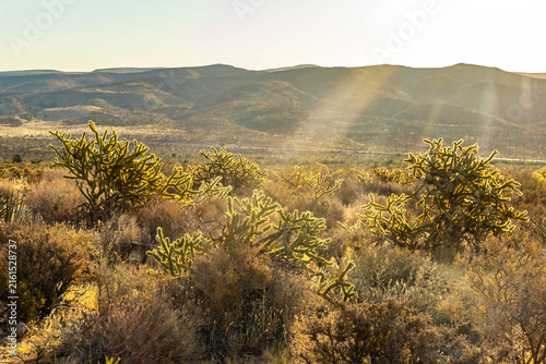 Fotografía Sunlight streaming over cholla cactus in Red Rock Canyon