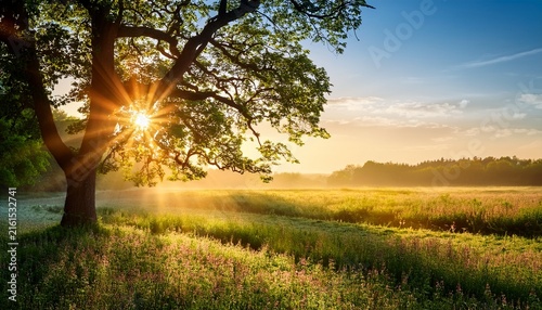 vivid sun rays through branches of tree on morning meadow at sunrise bright dawn with shining sunbeams