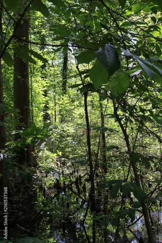 Foto Densely wooded cyprus swamp in southern Maryland