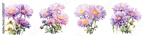 Watercolor illustration featuring different clusters of aster flowers on a black background