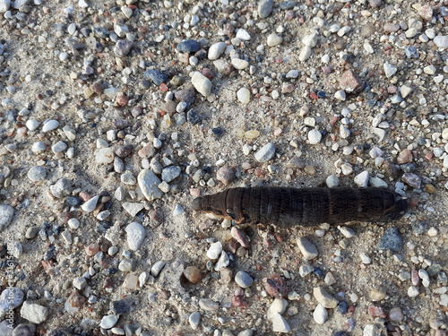 Картината върху платно A wine hawk moth caterpillar crawls across multicolored pebbles