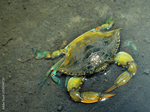 Fotografie crab on the sand