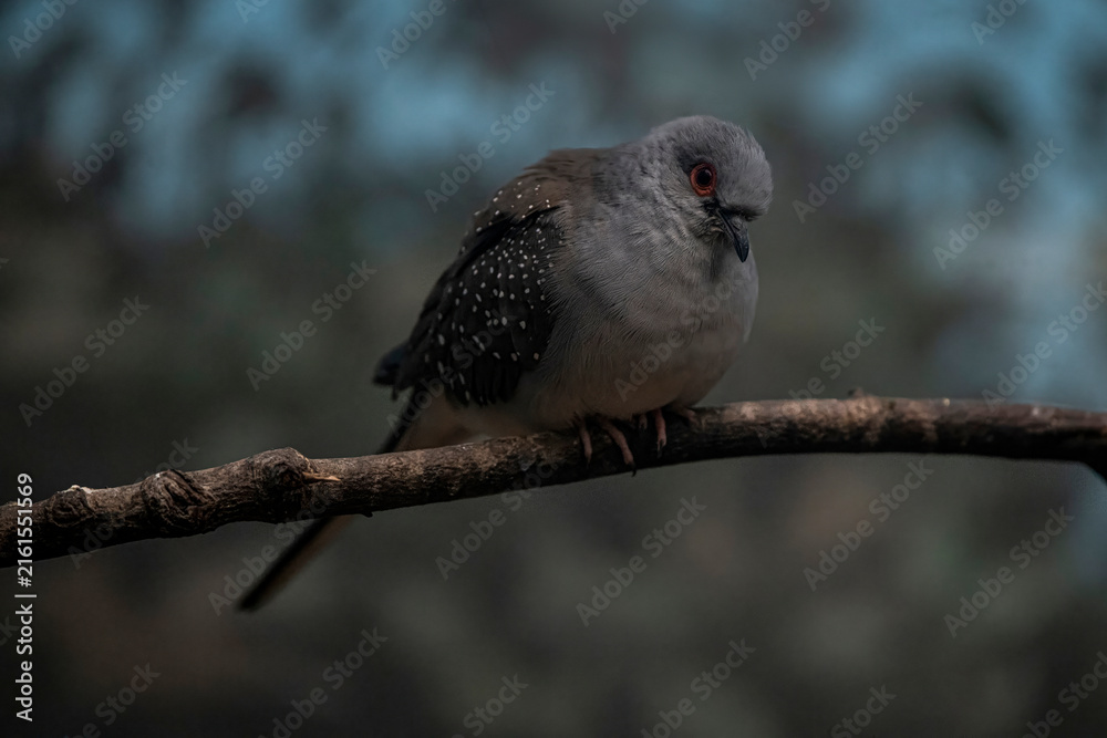 Fototapeta premium The Diamond Dove (Geopelia cuneata).