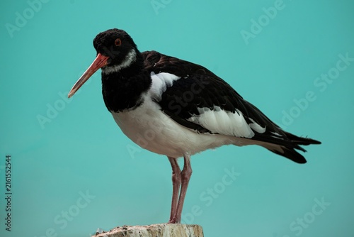 Obraz na plátne The Eurasian Oystercatcher (Haematopus ostralegus).