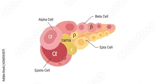 Scientific medical vector illustration showing different types of pancreatic cells including alpha beta and epsilon cells.