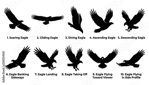 Eagle Silhouettes in Various Flight Poses, Showcasing Soaring, Gliding, Diving