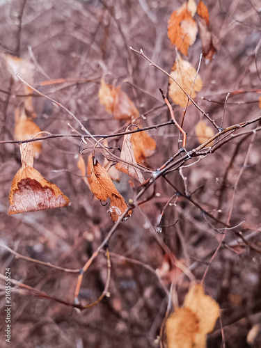 A vertical close-up shot of dry brown leaves and thin bare branches of a bush on a rainy autumn, fall day
