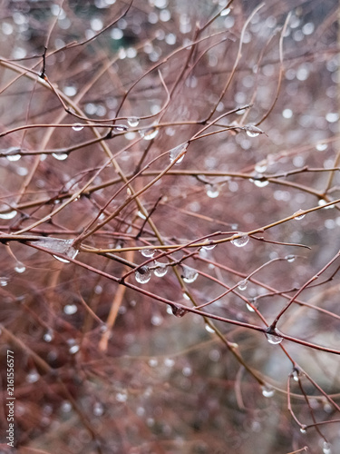 A vertical close-up macro photograph of clear water raindrops clinging to bare brown twigs of a bush with soft bokeh