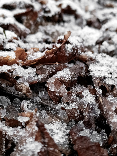 A vertical close-up macro photo of icy snow crystals melting on dry brown fallen autumn leaves on a cold morning