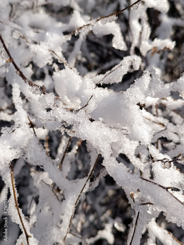 A vertical close-up photograph of thick, sparkling white snow and ice crystals clinging to bare bush branches in bright sunlight
