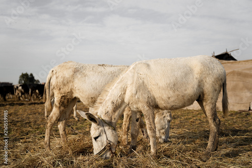 View of two white donkeys grazing on dry pasture in a rural field in Zagazig, Al-Sharqia Governorate, Egypt.