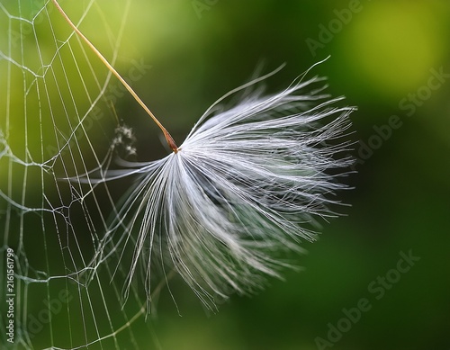 a delicate seed with fluffy fibers caught in a spiderweb with a blurred green background