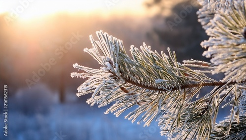 closeup of a frosty pine branch in soft sunlight