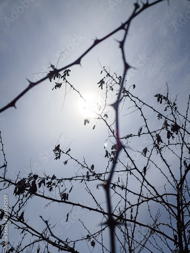 A vertical shot looking up through dark thorny branches towards a bright sun shining in a clear sky