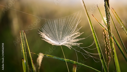 a delicate seed head likely from a thistle caught in a fine spider web amidst blades of grass the intricate details of the web and the feathery seed are highlighted by soft natural light