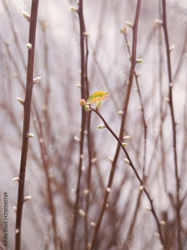 A vertical selective macro shot of thin tree twigs with small green buds and tiny fresh leaves blooming in early spring