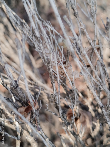 A vertical close-up shot of dry grey bush branches and withered brown leaves in early autumn sunlight