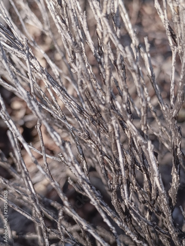A vertical detailed macro shot of multiple dry interconnected thin tree branches forming a natural texture