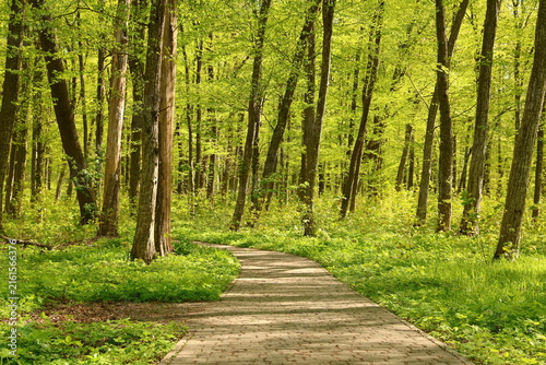 path in the forest