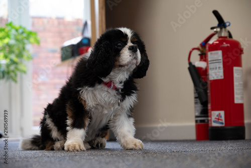 A tri-color Cavalier King Charles Spaniel puppy sits on a carpeted floor next to a red fire extinguisher.