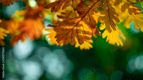 Last autumn oak leaves on a branch. Yellow leaf against the sky.