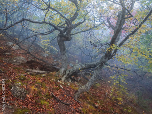 Moody autumn weather change in misty forest with fallen leaves