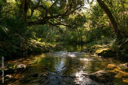 Creek in a lush Florida landscape flowing toward a spring pool in Pasco County