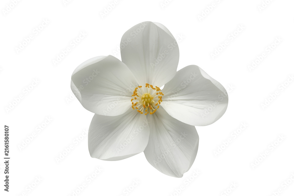 Obraz premium White five petal flower with yellow stamens