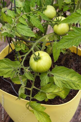Tomato plant in yellow pot on rustic wooden deck.