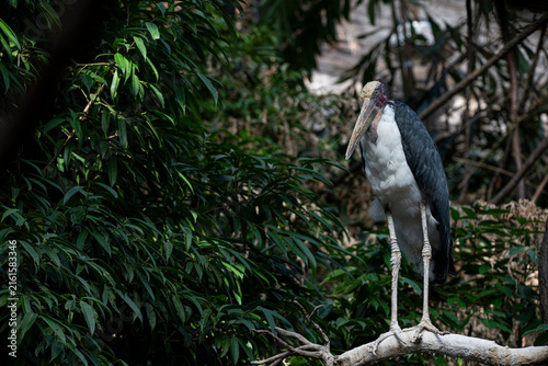 Canvas Print The Lesser Adjutant Stork (Leptoptilos javanicus).