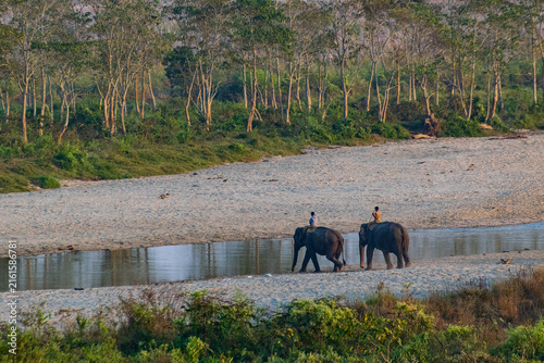 фотографія Two Indian elephants , Elephas maximus indicus, at Gorumara National Park