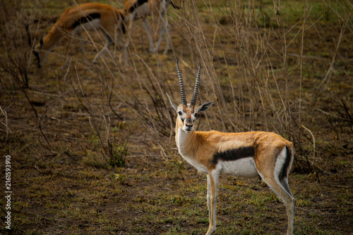 View of a Thomson's gazelle standing in the dry grasslands of the Serengeti, with other gazelles grazing in the background, Serengeti, Mara Region, Tanzania.