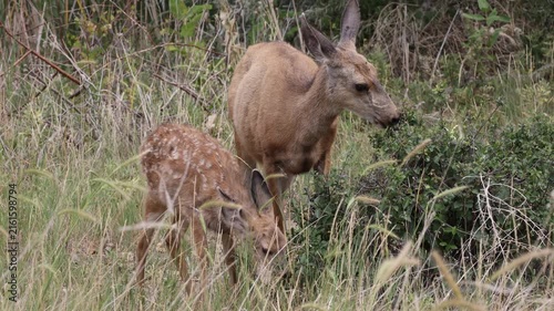 Mule Deer Doe and Fawn in Summer in Colorado