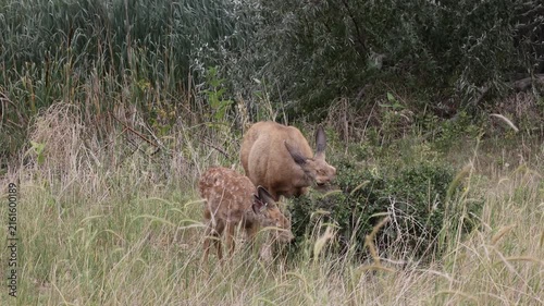 Mule Deer Doe and Fawn in Summer in Colorado
