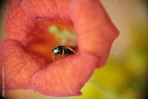Macro close-up of a wasp hiding inside a vibrant orange flower, surrounded by soft petals with shallow depth of field and colorful natural background.