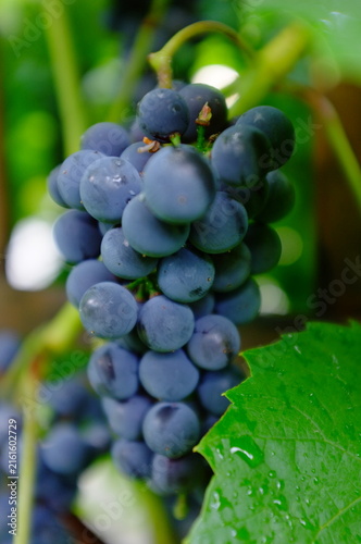  Leon Millot grape variety