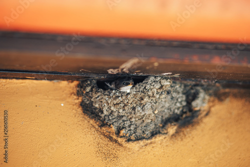 Принти на полотні Young swallow resting inside a mud nest under a roof, captured in a close-up wildlife scene with warm natural tones and shallow depth of field