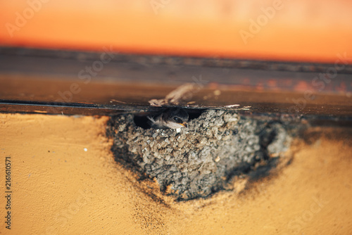 Принти на полотні Young swallow resting inside a mud nest under a roof, captured in a close-up wildlife scene with warm natural tones and shallow depth of field