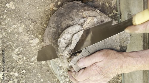 A man tries to saw through an old walnut tree stump	