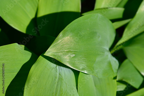 A broad green leaf of a lily of the valley plant catches the sunlight in a shaded garden bed - latin name - Convallaria majalis