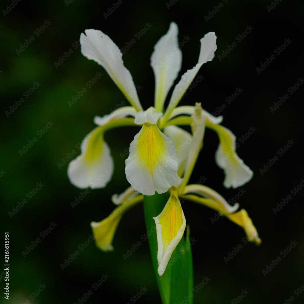 Fototapeta premium White iris flower with yellow markings against dark green background