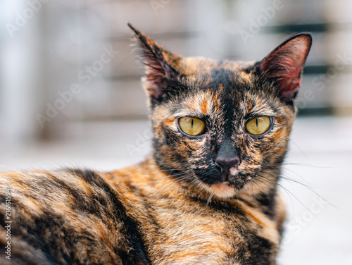Canvas Print Close-up portrait of tortoiseshell cat with golden eyes staring at camera