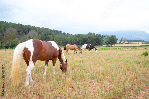 фотографія Horses in the forest