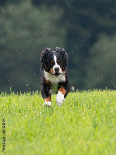Fotografía Bernese Mountain Dog, running
