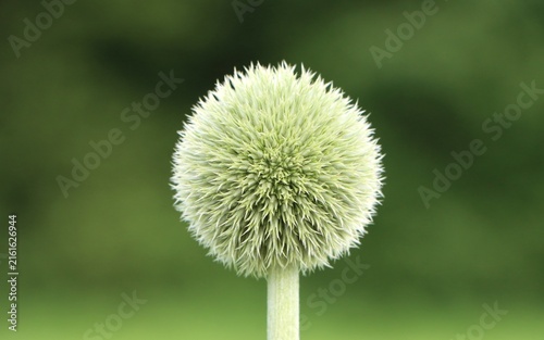 Obraz na plátne Echinops sphaerocephalus (glandular globe thistle)