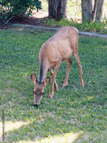 A white tailed deer grazes on a lawn in a British Columbia backyard